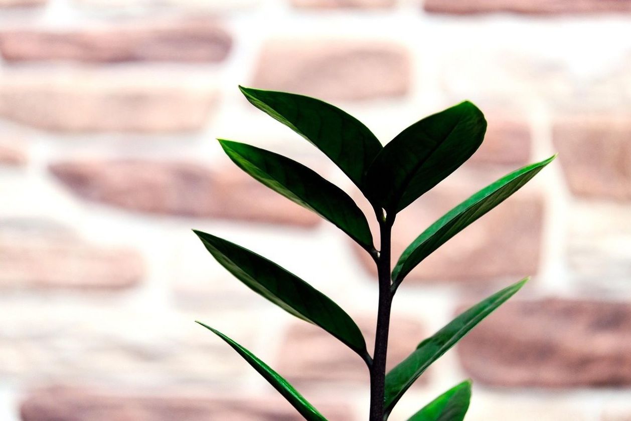 Office Lobby Vertical Garden