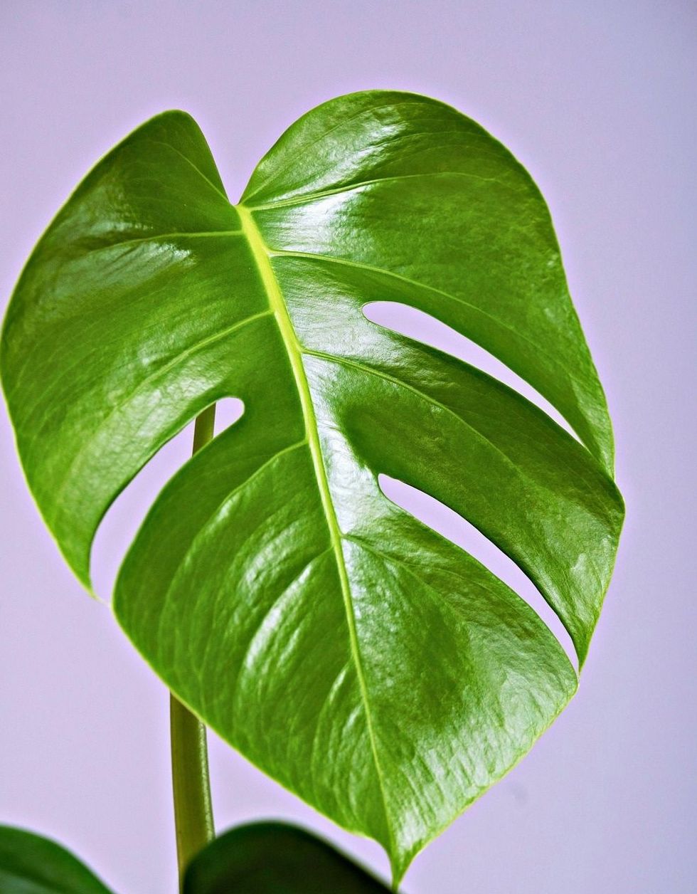 Minimalist planter arrangement in a media agency