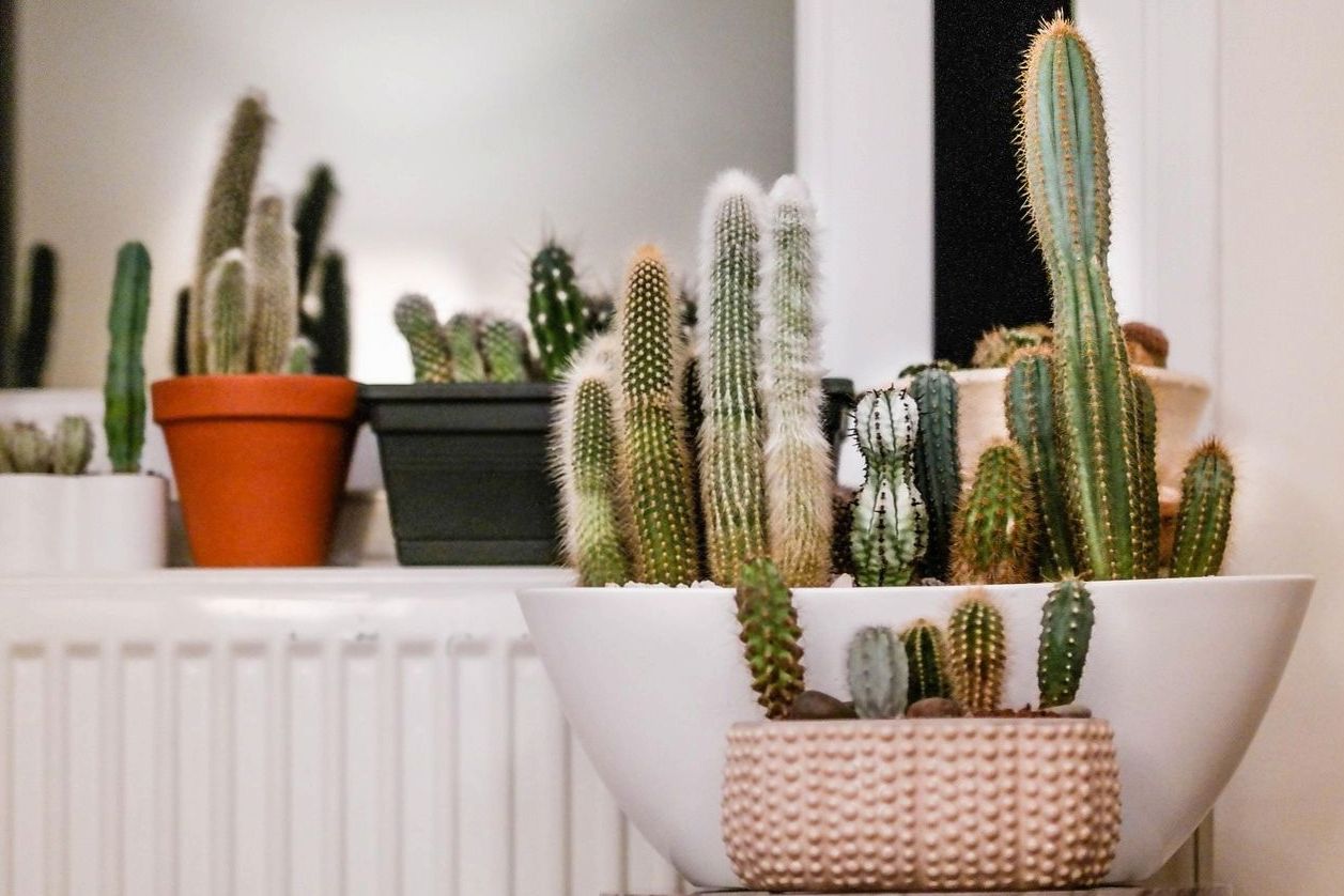 Premium Office Plant Styling