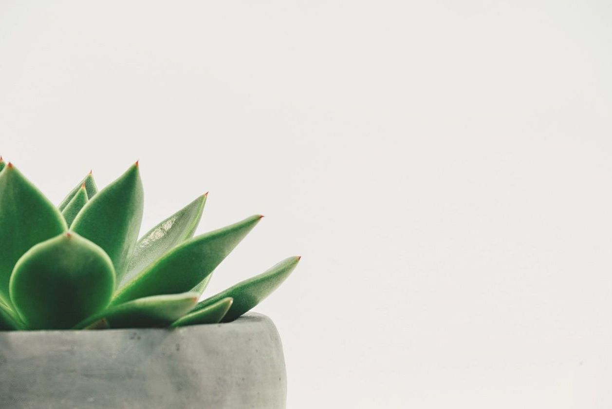 David Owens – Plant Care Specialist