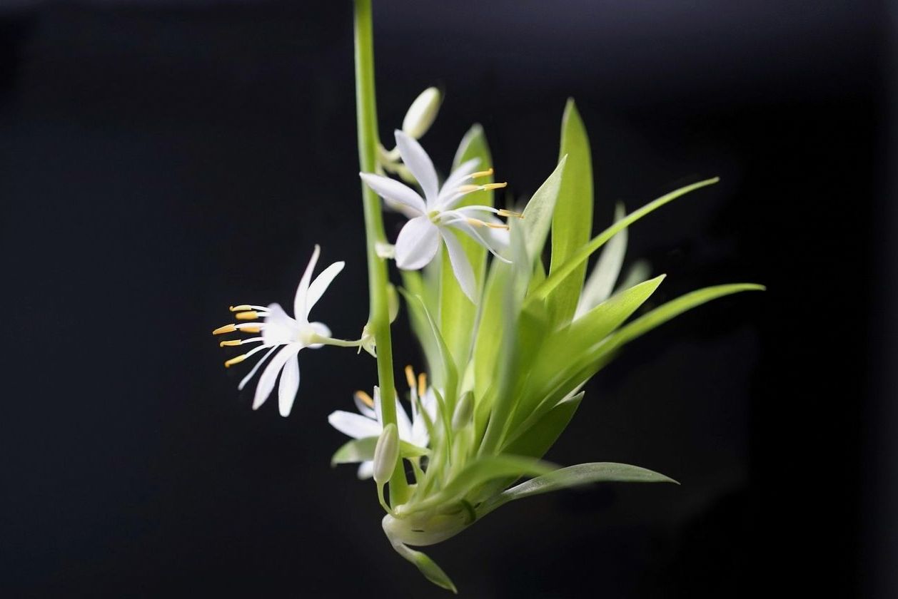 Office Plant Styling: 7 Simple Ideas